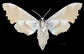♀ △