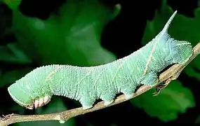 Oruga