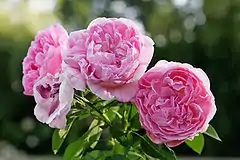 Rosa 'Mary Rose', David Austin 1983.