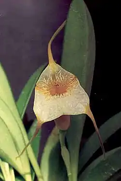 Masdevalliaagaster