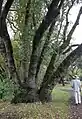 Este único lignotubero "Umbellularia" en Doyle Community Park admite varios brotes maduros.