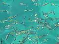Fauna marina en Phi Phi Leh.