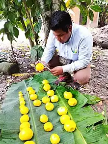 el la imagen se observa la medición del fruto del Arazá en la ciudad de Pucallpa por el practicante Pool Doroteo de la Universidad Nacional de Ucayali