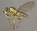 Melanum laterale