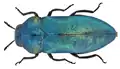Meliboeus oliveri