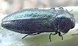 Meliboeus parvulus