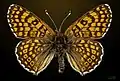 Melitaea cinxia dorsal