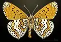 △ Melitaea cinxia ventral