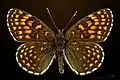 ♂