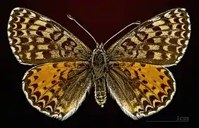 ♀