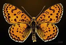 ♂