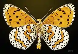 ♂ △