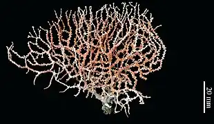 Melithaea davidi