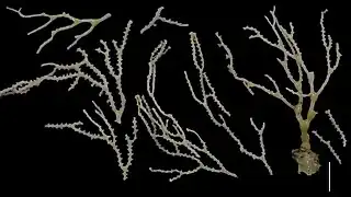 Melithaea tanseii