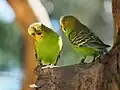 Periquitos australianos salvajes.