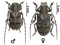 Mesosa myops