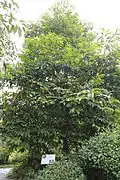 Michelia sirindhorniae.