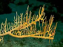 Millepora alcicornis