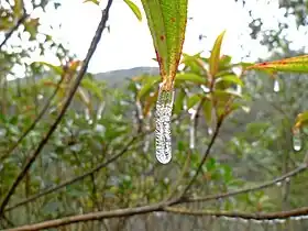 Carámbano miniatura en una hoja.