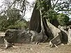 Raíces tabulares, en este caso con aletones bien conspicuos.