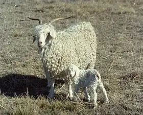 Una cabra de Angora con su ternero.