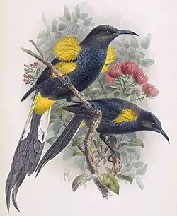 Moho nobilis.
