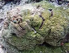 Montipora capitata