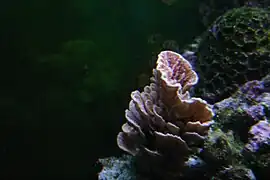 Montipora capricornis