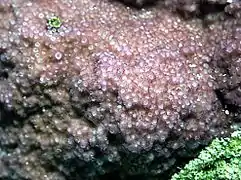 Montipora cf. hoffmeisteri