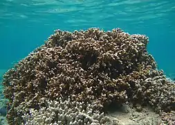Montipora circumvallata