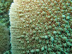 Montipora danae