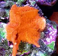 Montipora setosa