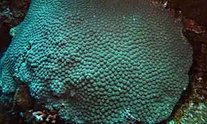 Diploastrea en la isla Bunaken, Indonesia.