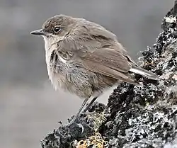 Un colinegro abisinio (Cercomela sordida) en el Kilimanjaro.