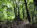 Selva Dominicana