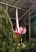 La flor del Amorphophallus titanum.