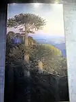 Araucarias de Nahuelbuta (3,1x1,83 metros)