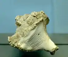 Concha de caracol con el nombre de Rimush
