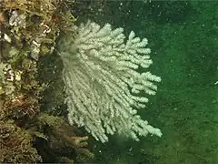 Muricea formosa