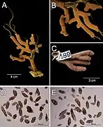 Muricea robusta