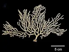 Muricea subtilis