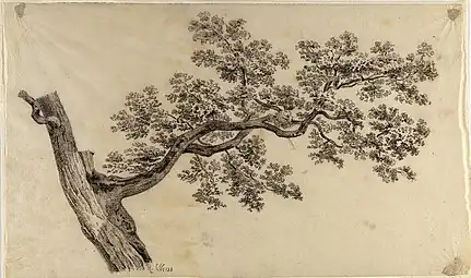 Estudio de árbol