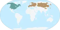 Distribución de la rata almizclera: en cian oscuro: nativo, y en marrón: introducido.