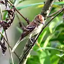 Myiophobus fasciatus Bran-colored Flycatcher