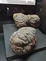 Heces de Mylodon en exposición en el Museo de La Plata