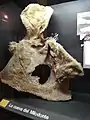 Cuero de Mylodon en el Museo de La Plata
