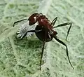 Tetramorium cuidando a una cochinilla