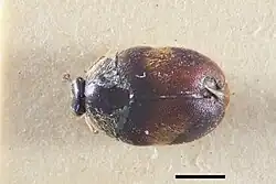 Thaumaglossa laeta