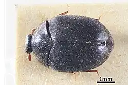 Thaumaglossa hilleri