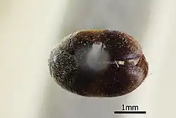 Thaumaglossa indiana